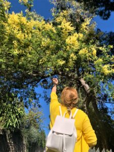 mimoza jest wszechocena w Cannes